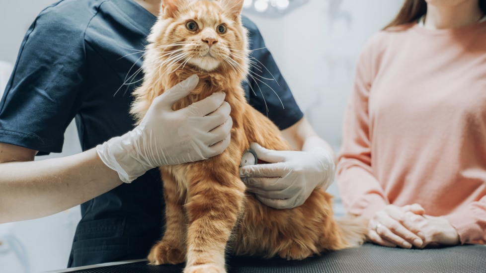 cat tumor removal surgery; a cat is prepped for surgery at the vet.